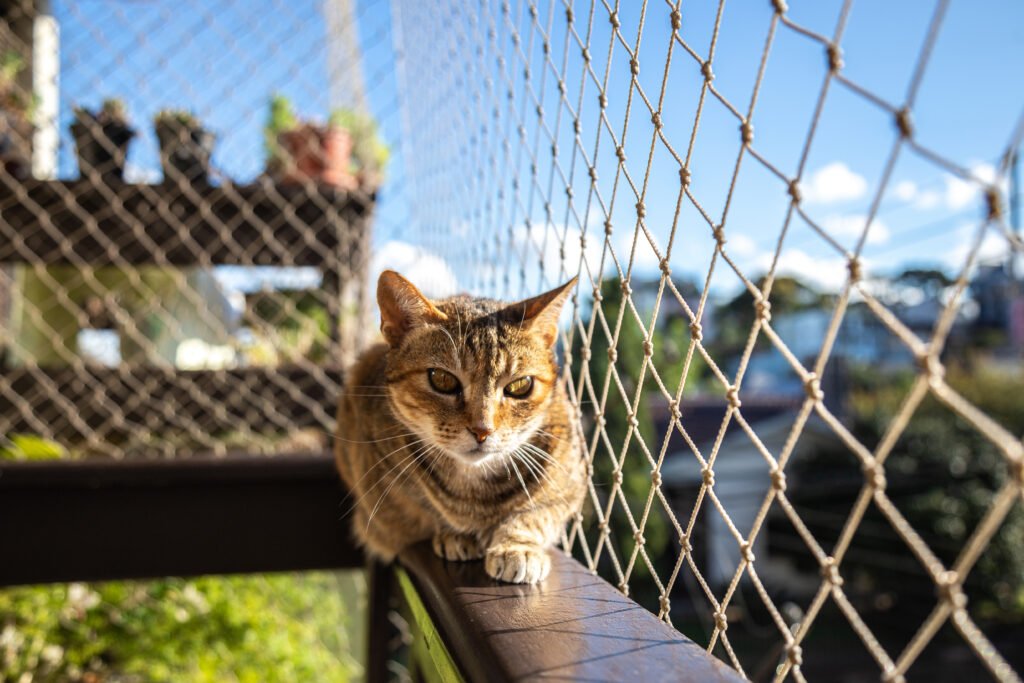 cat safety net protection